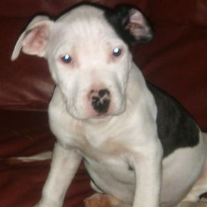 Meet your Posher, Antonio